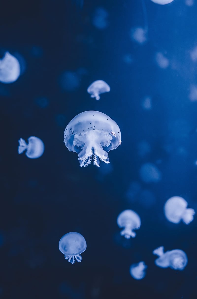 Underwater Odyssey
