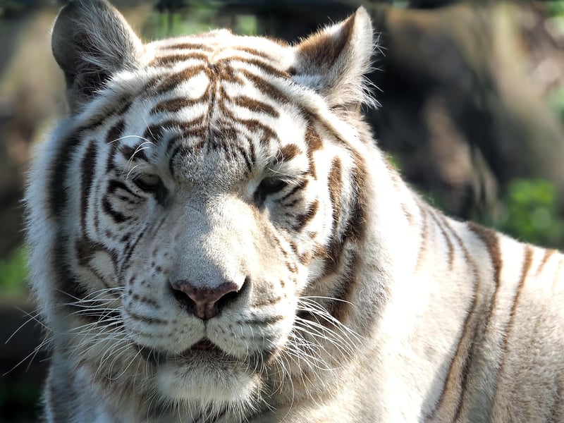 Bengal tiger in the jungle