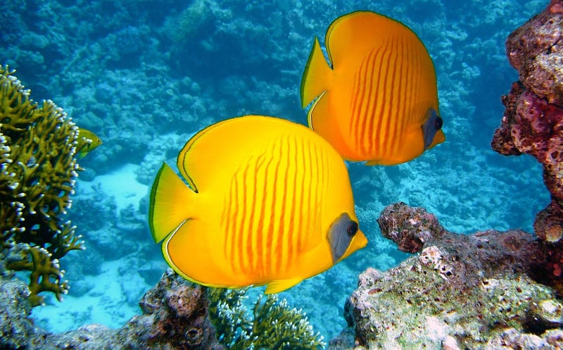 Underwater Odyssey